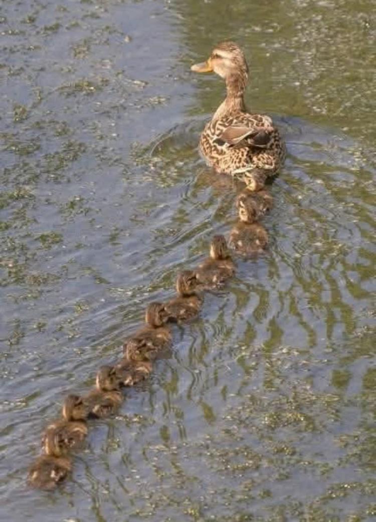 Willa Oasis Giethoorn Zewnętrze zdjęcie